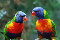Parrots talking to each other